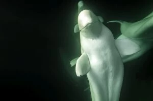 Albino Gallery: Beluga Whales  underwater