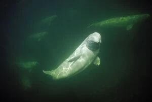 Beluga / White Whale with group of five in background