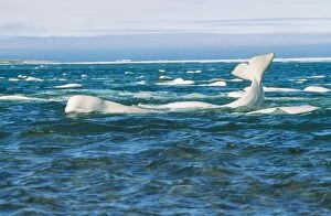 Fluke Gallery: Beluga / White WHALE - showing tail