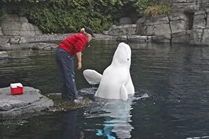 Images Dated 25th September 2007: Beluga / White Whale - with trainer