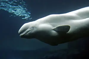 Beluga / White Whale. Vancouver Aquarium - British Colombia - Canada