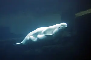 Beluga / White Whale. Vancouver Aquarium - British Colombia - Canada