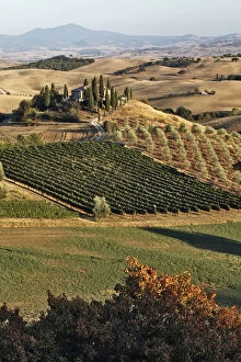Belvedere House, Olive trees, and vineyards
