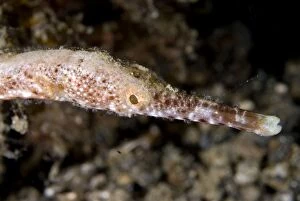Bend Stick Pipefish
