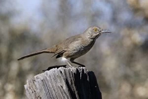 Images Dated 25th February 2007: Bendire's Thrasher