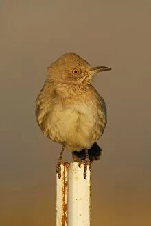 Images Dated 25th February 2007: Bendire's Thrasher