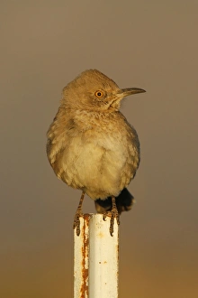 Images Dated 25th February 2007: Bendire's Thrasher