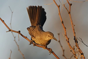 Images Dated 25th February 2007: Bendire's Thrasher