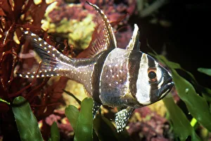 Images Dated 6th April 2009: Bengaii Cardinal Fish