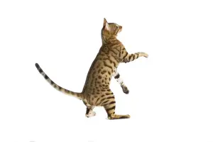 Bengal Cat - on hind legs in studio