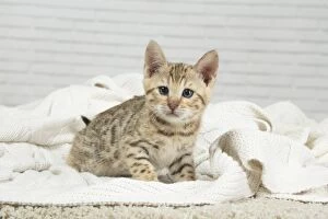 Bengal Cat, kitten