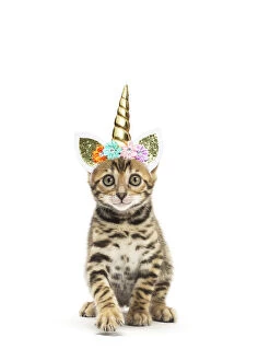 Manipulation Gallery: Bengal Cat, kitten wearing Unicorn headband