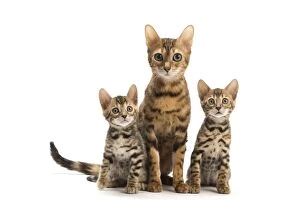 Bengal cat and two kittens in the studio