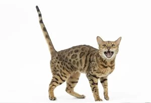 Bengal Cat, mouth open