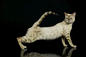Bengal Cat - snow