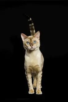 Bengal Cat - snow colouring