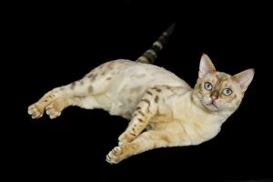 Bengal Cat - snow colouring - lying