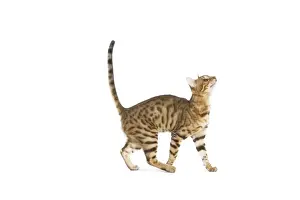 Bengal Cat - in studio