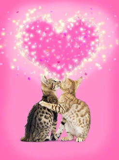 Bengal Cats kissing in front of pink heart
