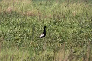 Bengal Florican - male Manas Tiger Reserve, Assam, India