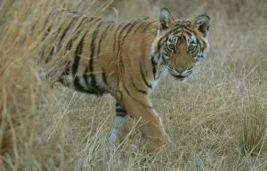 Bengal / Indian Tiger - 6 month old male cub, in grass