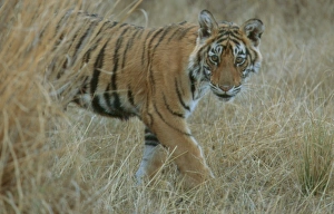 Bengal / Indian Tiger - 6 month old male cub, in grass Bengal / Indian Tiger - 6 month old male cub, in grass