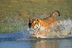 Bengal / Indian TIger