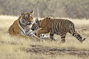 Ranthambhor Prints: Bengal / Indian Tiger - adult with cub Ranthambhor National Park, India