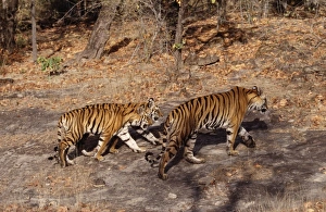 Images Dated 8th July 2005: Bengal / Indian Tiger - adult & two young
