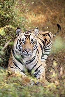 Bengal / Indian TIGER - alert facing, lying on ground