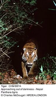 Approaching Gallery: Bengal / Indian TIGER - approaching out of darkness