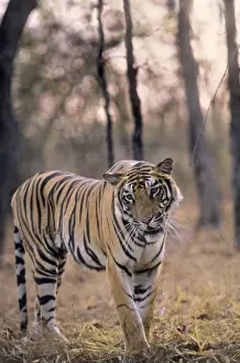 Bengal / Indian Tiger. Bandhavgarh National Park