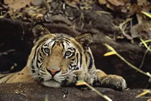 Bengal / Indian Tiger - on the black rock Bandhavgarh National Park, India