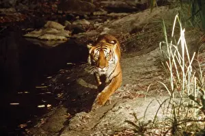 Bengal / Indian Tiger - camera triggered by Tiger stepping on pressure plate - Chitwan National Park - India
