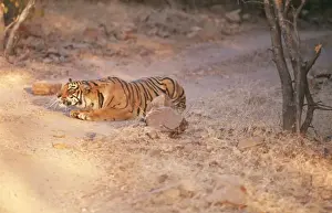 Crouching Prints: Bengal / Indian Tiger CB 127 Stalking prey