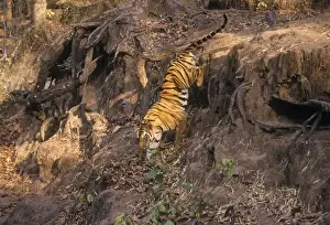 Bengal / Indian Tiger - climbing down drop. Bandhavgarh National Park
