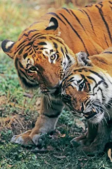 Bengal Cat, male and female pair