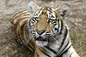 Listening Prints: Bengal / Indian Tiger - cub