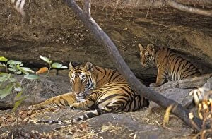 Bengal / Indian Tiger - with cub resting in cave