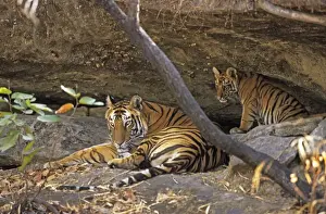 Cave Prints: Bengal / Indian Tiger - with cub resting in cave Bandhavgarh National Park, India
