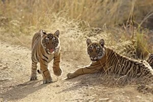 Images Dated 18th March 2007: Bengal / Indian Tiger - two cubs Ranthambhor National Park, India