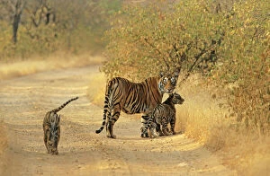 Bengal / Indian Tiger - with two cubs on track