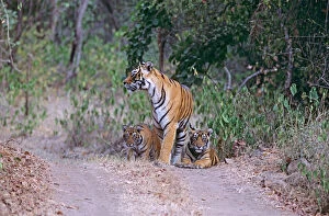 Bengal / Indian Tiger - and cubs on track at edge of jungle