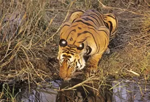 Pool Prints: Bengal / Indian Tiger - drinking at jungle pool. Bandhavgarh National Park - India