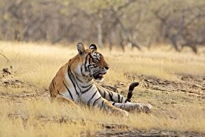 Bengal / Indian Tiger - in dry grassland