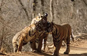 Bengal / Indian Tiger Family group, three nuzzling. India