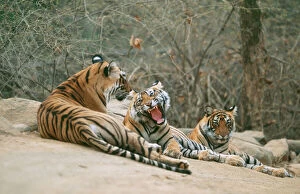 Tigers Gallery: Bengal / Indian TIGER - family group lying on rocks
