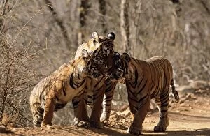 Images Dated 9th November 2004: Bengal / Indian Tiger Family group, three nuzzling. India