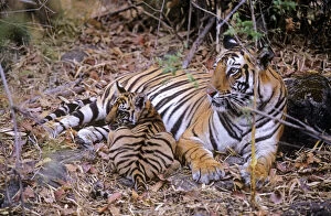 Bengal / Indian Tiger - female with cub in bamboo forest
