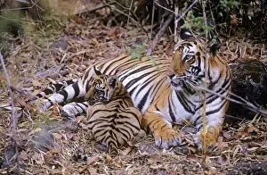 Cubs Prints: Bengal / Indian Tiger - female with cub in bamboon forest